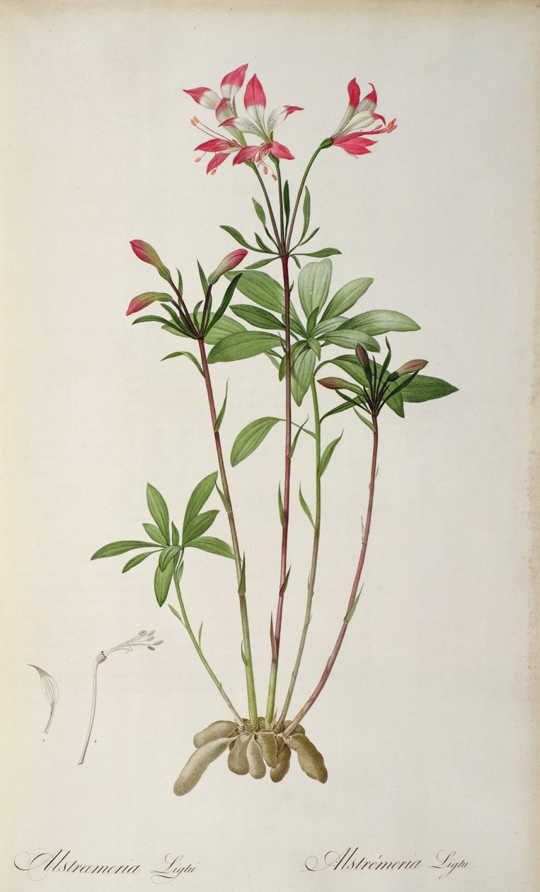 Alstraemeria Ligtu, fra `Les Liliacees