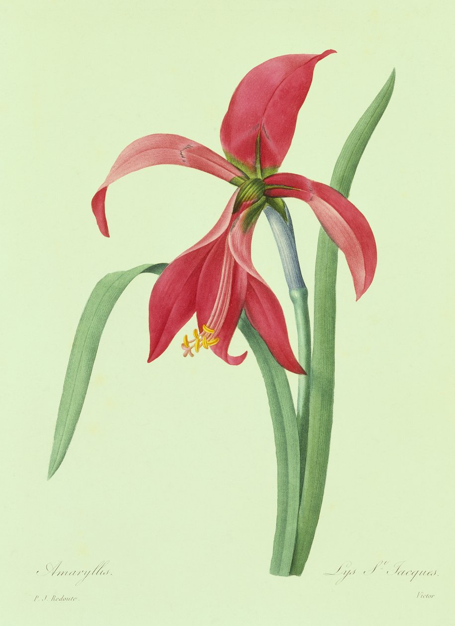 Amaryllis (farget gravering) av Pierre Joseph Redouté