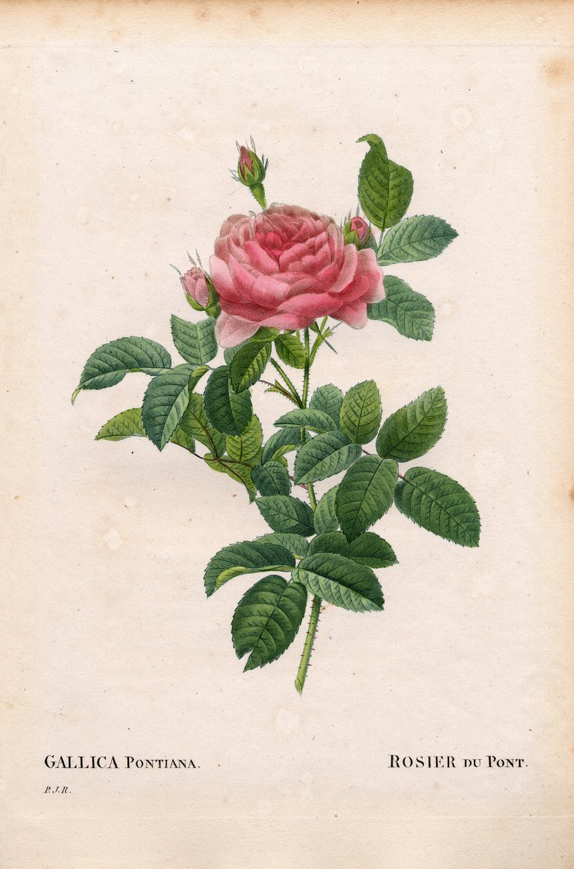 Andre Du Ponts rose, Rosa gallica variant, Rosier du Pont. Håndfarget prikkete kobberstikk fra Pierre Joseph Redoutes ""Les Roses,"" Paris av Pierre Joseph Redouté
