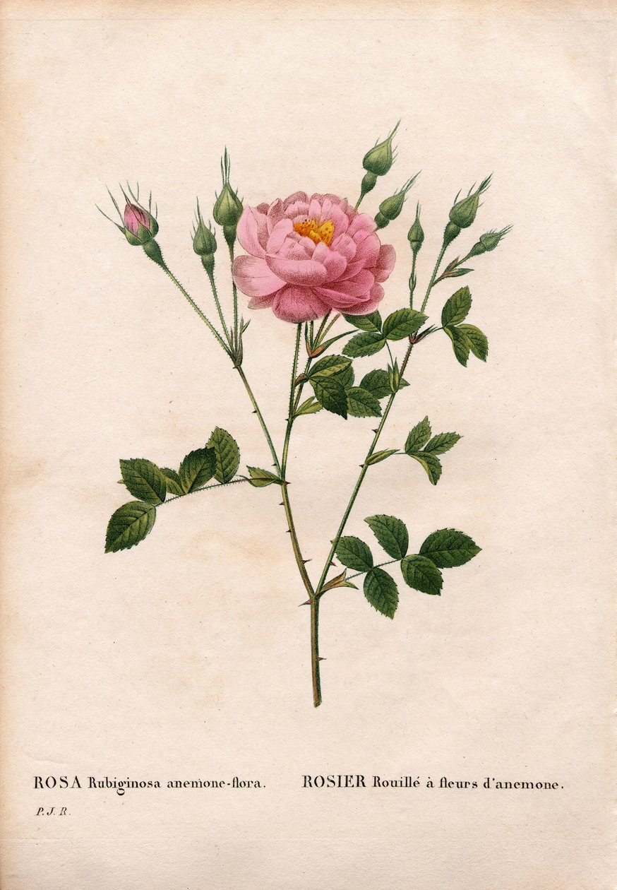 Anemoneblomstret søtebriarrose, Rosa rubiginosa variant, Roserust med anemoneblomster. Håndfarget prikkete kobberstikk fra Pierre Joseph Redoutes "" Les Roses,"" Paris av Pierre Joseph Redouté