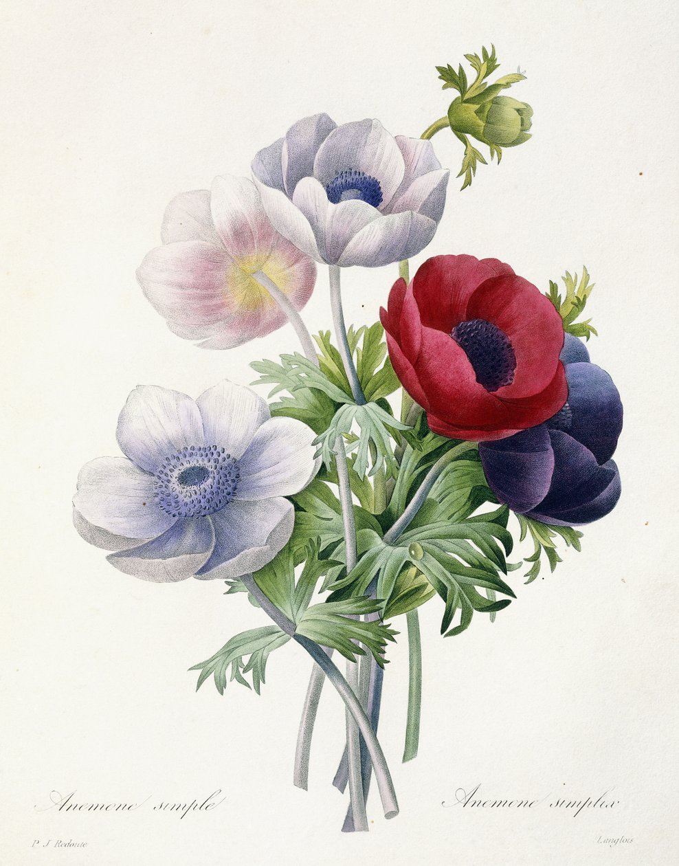 Single Anemone, fra "Choice of the Beautiful Flowers and Most Beautiful Fruits" av Pierre Joseph Redoute, 1829 av Pierre Joseph Redouté