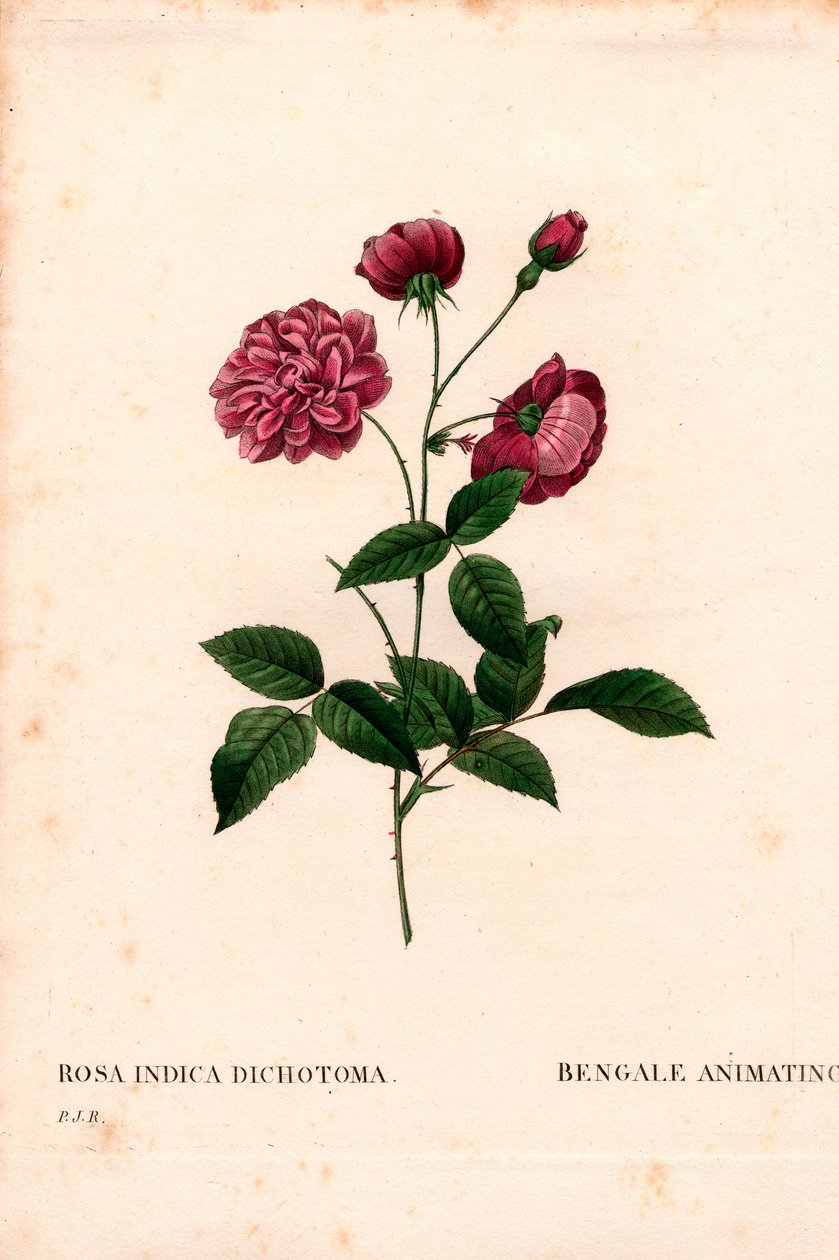Animerer Kina-rose, Rosa chinensis-hybrid, The Bengal-animerer. Håndfarget prikkete kobberstikk fra Pierre Joseph Redoutes "" Les Roses,"" Paris av Pierre Joseph Redouté