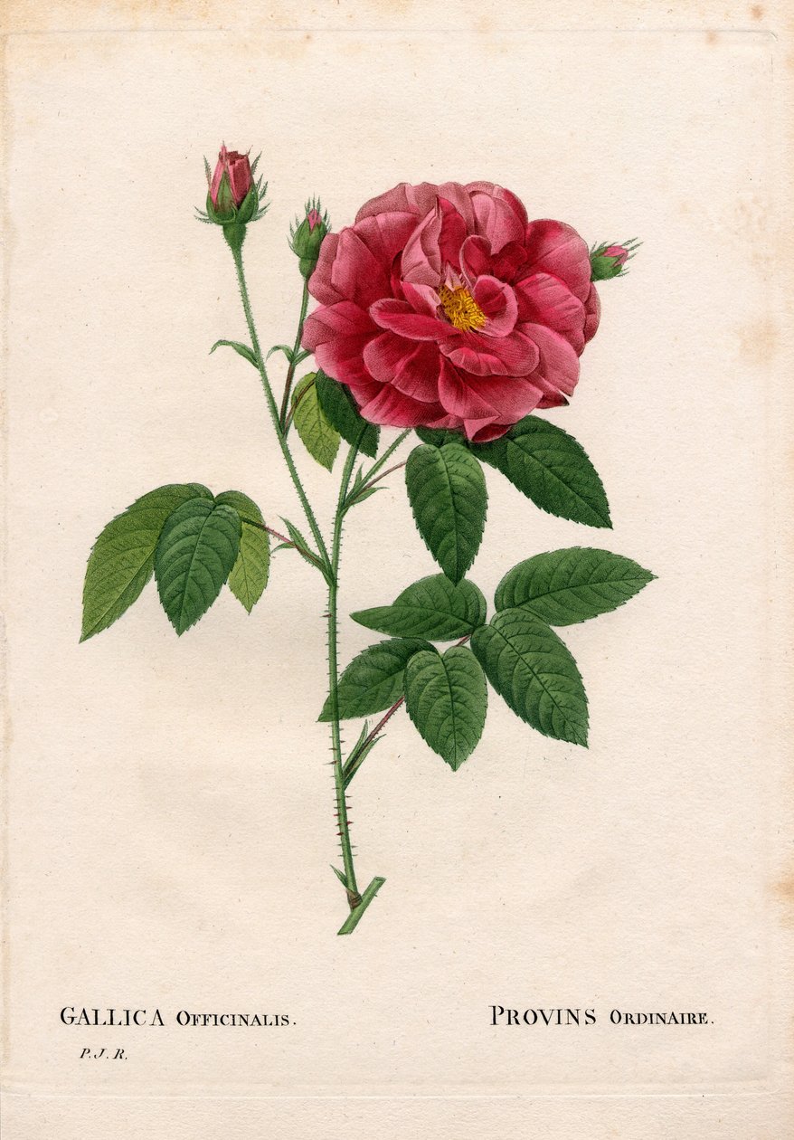 Apotekrose, Rosa gallica var. officinalis, Rose de Provins vanlig. Håndfarget prikkete kobberstikk fra Pierre Joseph Redoutes "" Les Roses,"" Paris av Pierre Joseph Redouté
