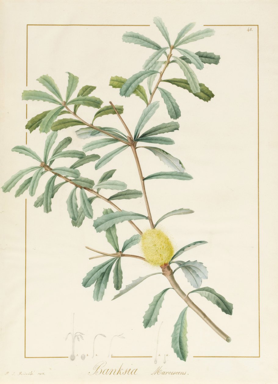 Banksia Marcescens, 1813 (wc og kroppsfarge over grafitt på vellum) av Pierre Joseph Redouté
