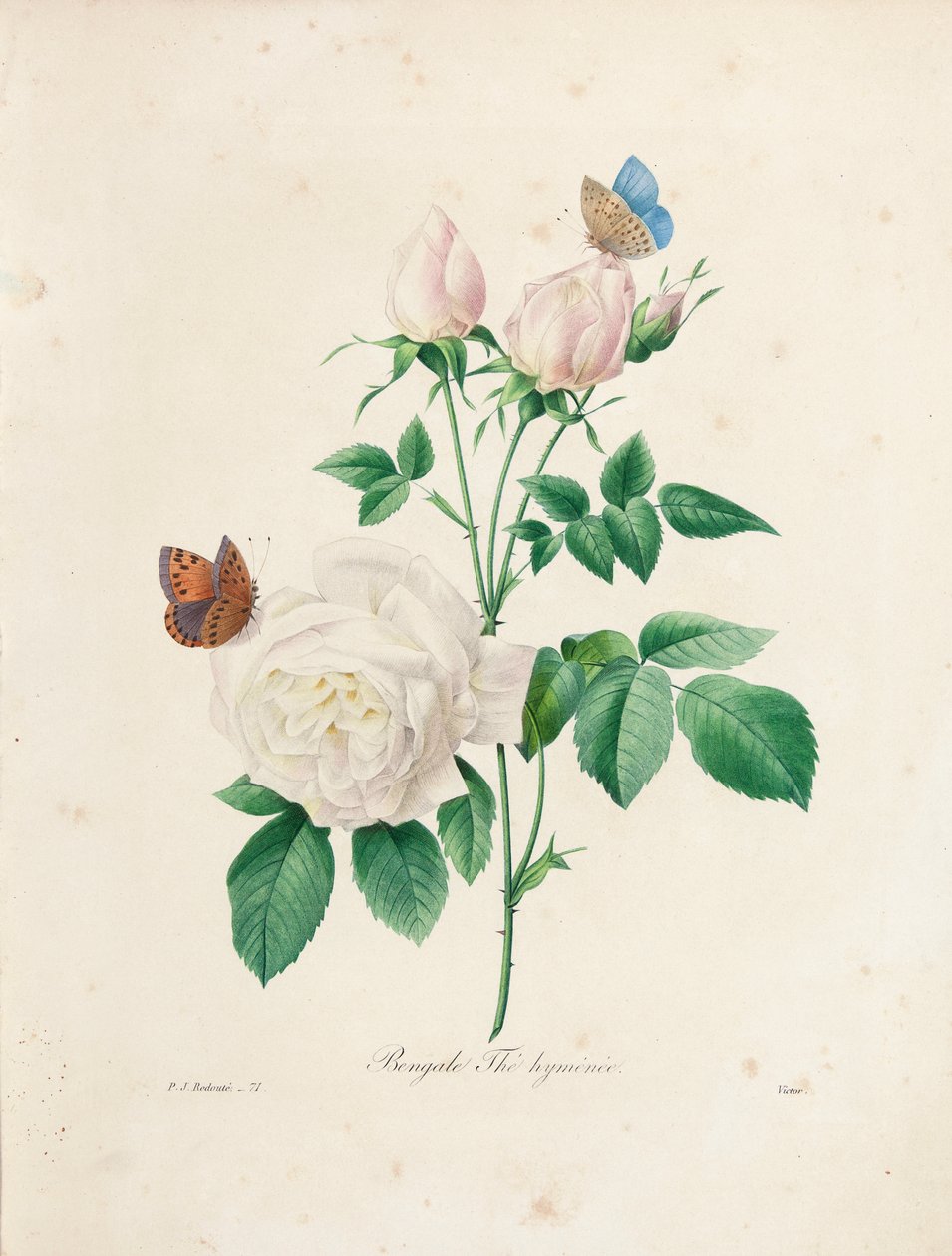 Bengal Thé Hyménée, gravert av Victor, fra 'Choice of the Most Beautiful Flowers and the Most Beautiful Fruits', Vol. I, 1827-33 av Pierre Joseph Redouté