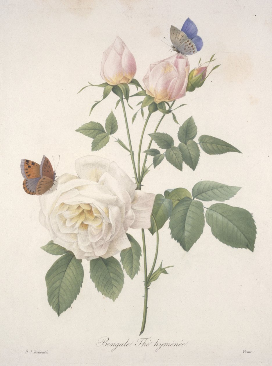 Bengal Hymenal Tea, fra Choice Of The Most Beautiful Flowers and Most Beautiful Fruits, 1827 (håndfarget prikkegravering) av Pierre Joseph Redouté