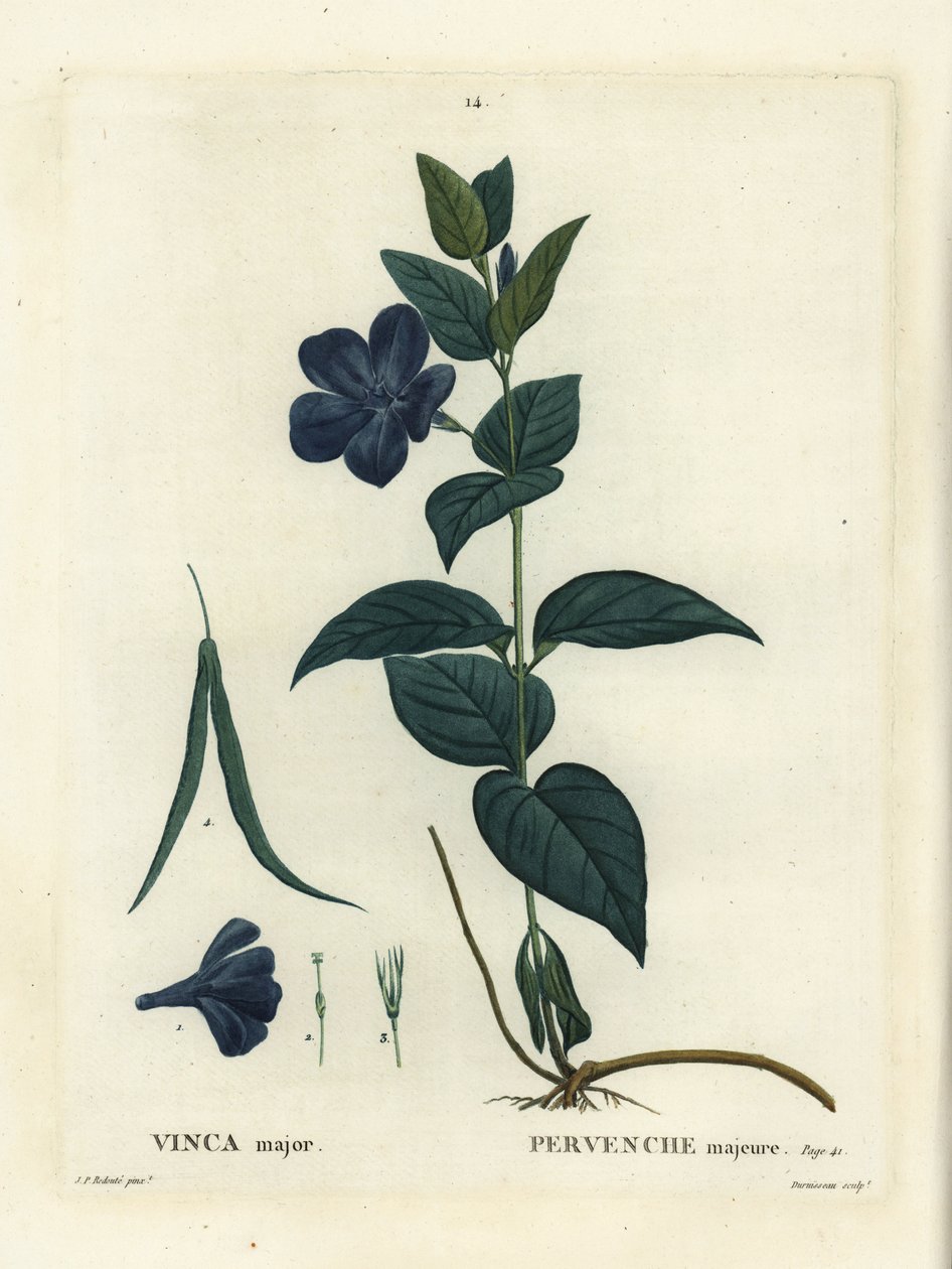 Storbladet periwinkle, stor periwinkle eller blå periwinkle, Vinca major. Håndfarget prikkegravering av Duruisseau etter en illustrasjon av Pierre-Joseph Redoute fra Henri Louis Duhamel du Moncels Treat des Arbres et Shrustes, Paris av Pierre Joseph Redouté