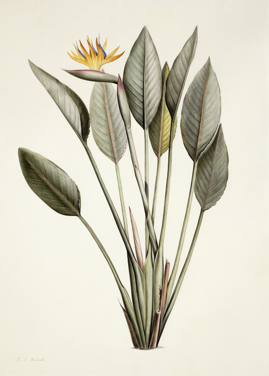 Fugl av paradis; Dronning Strelitzia av Pierre Joseph Redouté