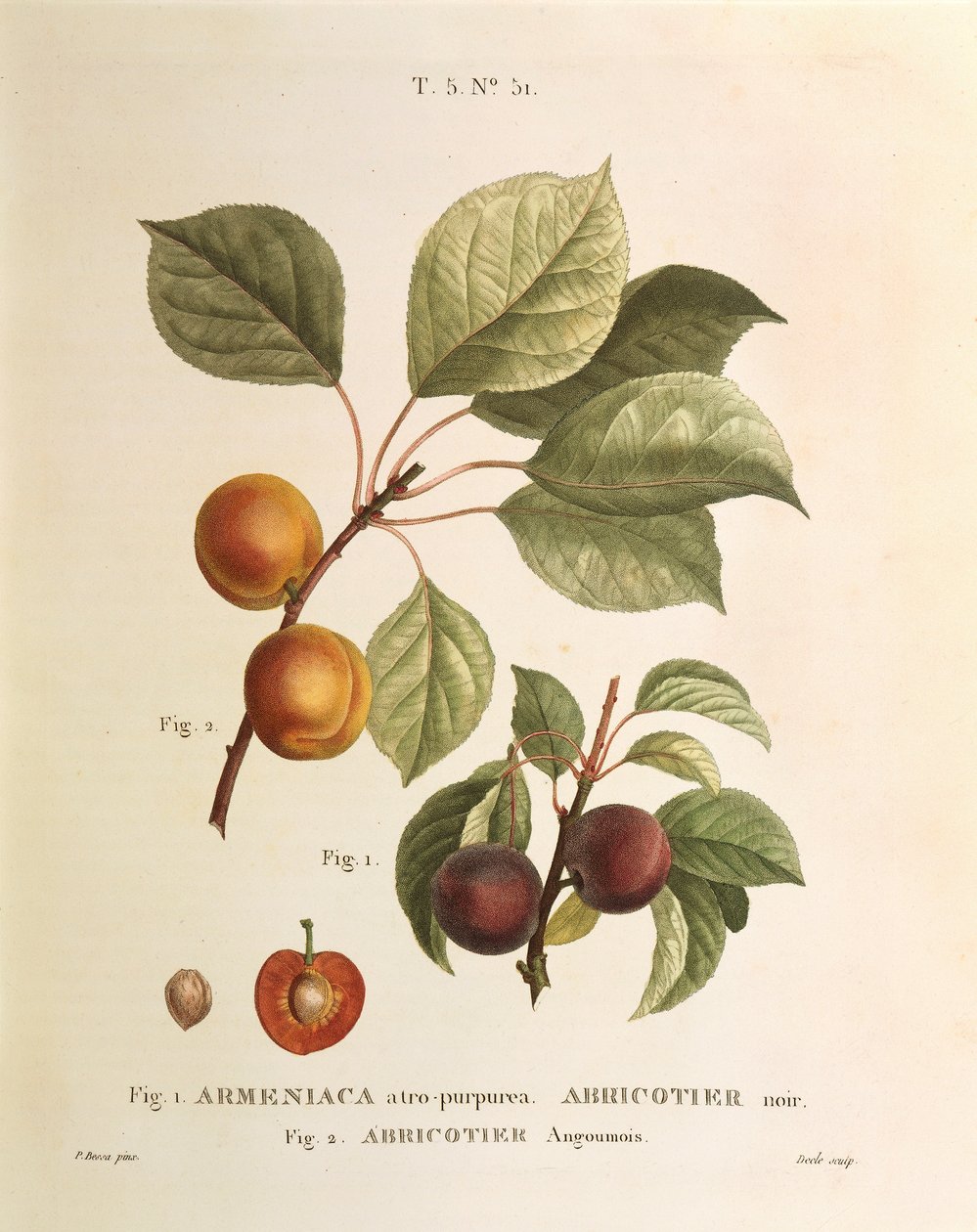 Sort aprikos og aprikos: Prunus armeniaca, Armeniaca atropurpurea av Pierre Joseph Redoute (1759-1840) av Pierre Joseph Redouté