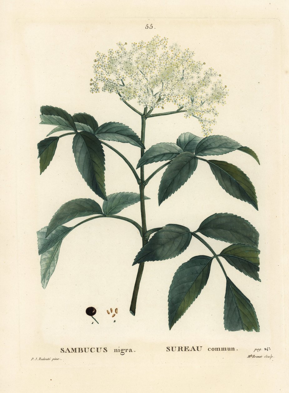 Svart hylle eller europeisk hyllebær, Sambucus nigra. Håndfarget prikkegravering av frøken Brenet etter en illustrasjon av Pierre-Joseph Redoute fra Henri Louis Duhamel du Moncels Treat des Arbres et Shrustes, Paris av Pierre Joseph Redouté