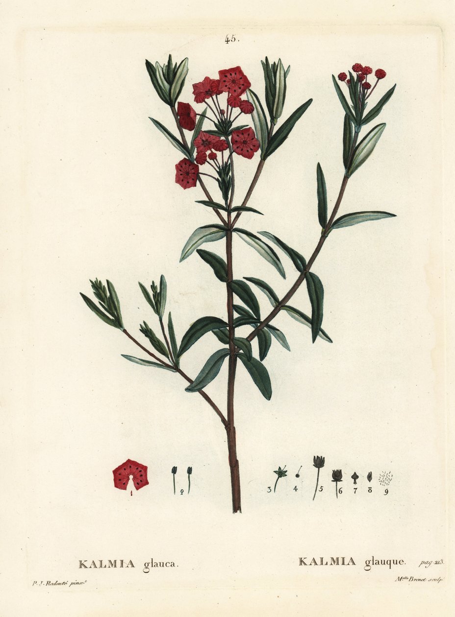Myrlaurbær, Kalmia polifolia (Kalmia glauca). Håndfarget stiplegravering av frøken Brenet etter en illustrasjon av Pierre-Joseph Redoute fra Henri Louis Duhamel du Moncels Treat des Arbres et Shrustes, Paris av Pierre Joseph Redouté