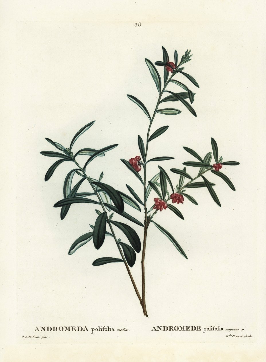 Myrrosmarin, Andromeda polifolia. Håndfarget stiplegravering av etter en illustrasjon av Pierre-Joseph Redoute fra Henri Louis Duhamel du Monceaus Treat des Arbres et Shrustes, Paris av Pierre Joseph Redouté