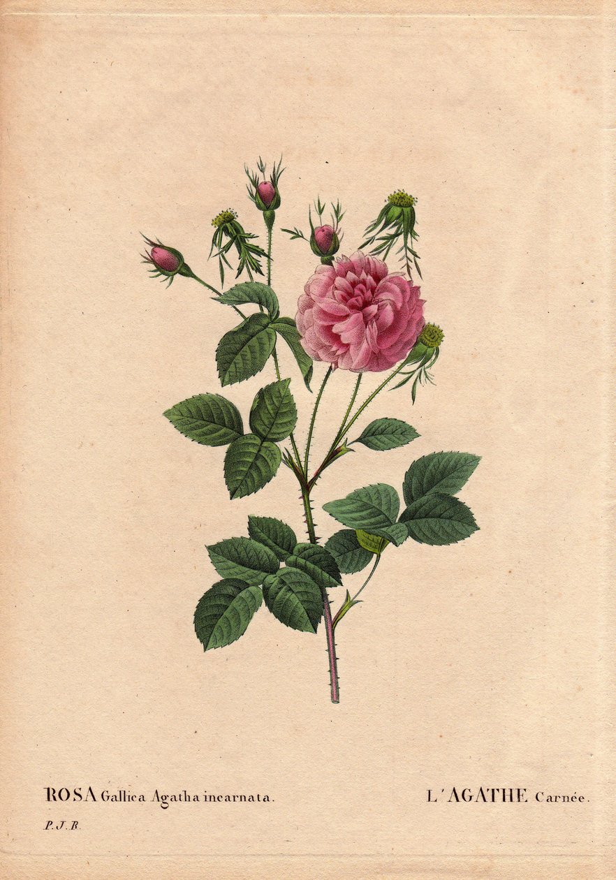 Botanisk bord, blomst, rosesort: Agathe carnee (Rosa gallica agatha incarnata). Ukjent opprinnelse, hybrid arter av Rose Gallica Damask. I "" The Roses", bind 2 av Pierre Joseph Redoute (1759-1840) av Pierre Joseph Redouté