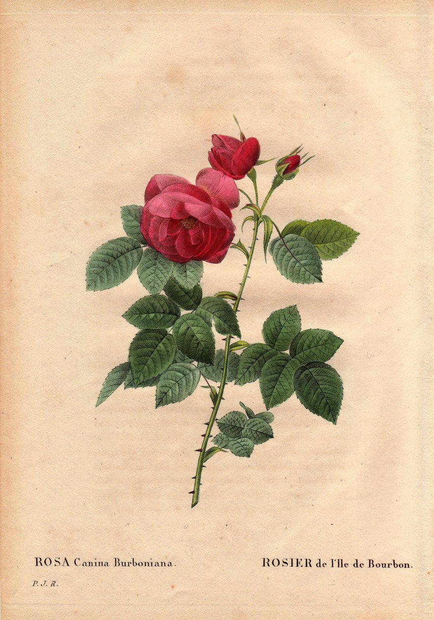 Botanisk bord, blomst, rosesort: Bourbon Island Rose (Rosa canina burbonia). Dyrket i 1821 i hagen til Neuilly, Frankrike av Monsieur Jacques med frø fra øya Bourbon. I "" Les Roses", bind 2 av Pierre Joseph Redoute (1759-184 av Pierre Joseph Redouté
