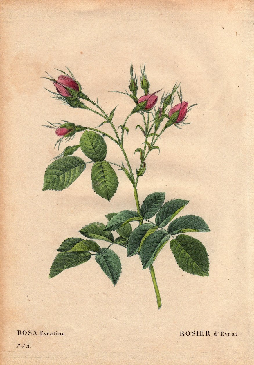 Botanisk bord, blomst, rosesort: Evrat Rose (Rosa evratina). Opprinnelse Ukjent, fra nederlandske drivhus og gir til Monsieur Evrath før 1824. I “” Les Roses”, bind 2 av Pierre Joseph Redoute (1759-1840) av Pierre Joseph Redouté