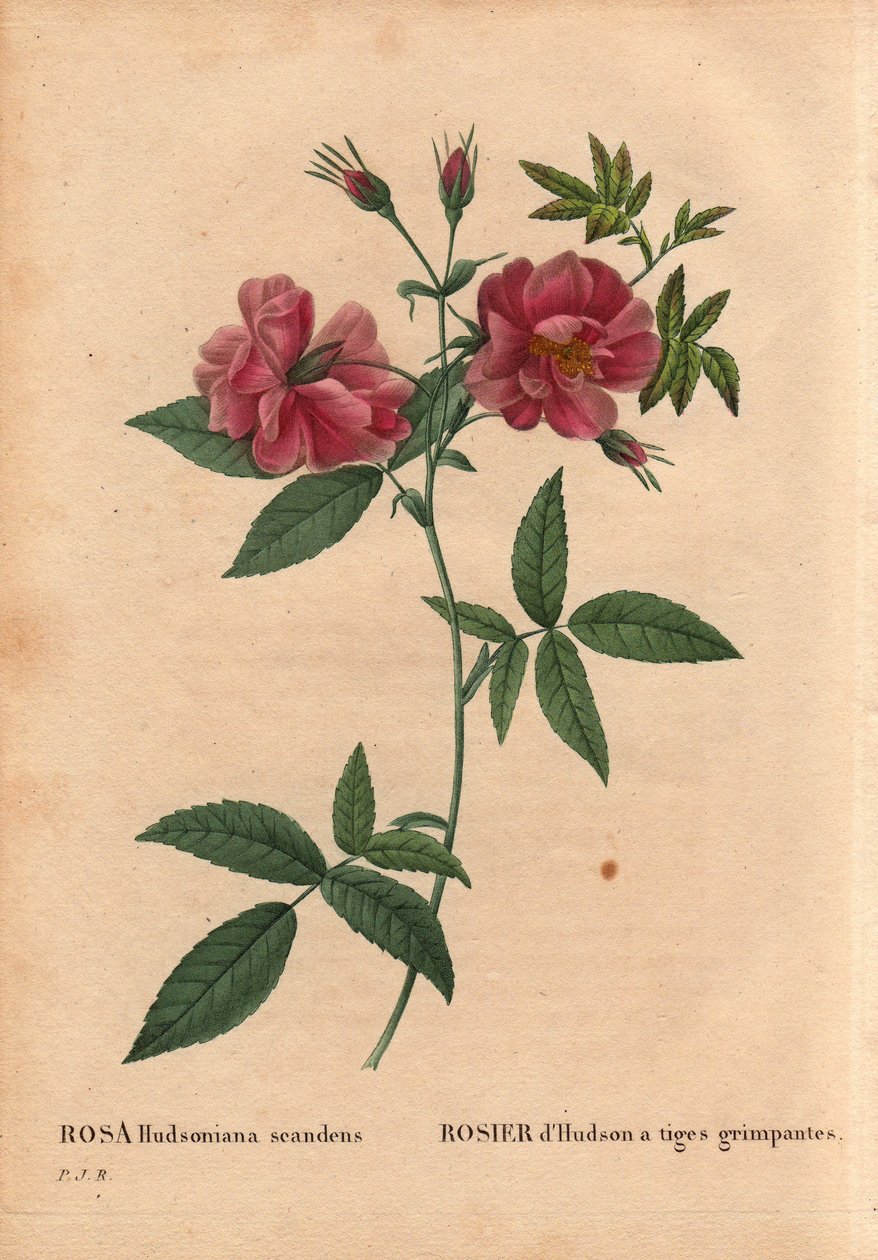 Botanisk bord, blomst, rosesort: Hudsonrose med klatrestengler (Rosa hudsoniana scandens). Fra Nord-Amerika. I "" Les Roses", bind 2 av Pierre Joseph Redoute (1759-1840) av Pierre Joseph Redouté