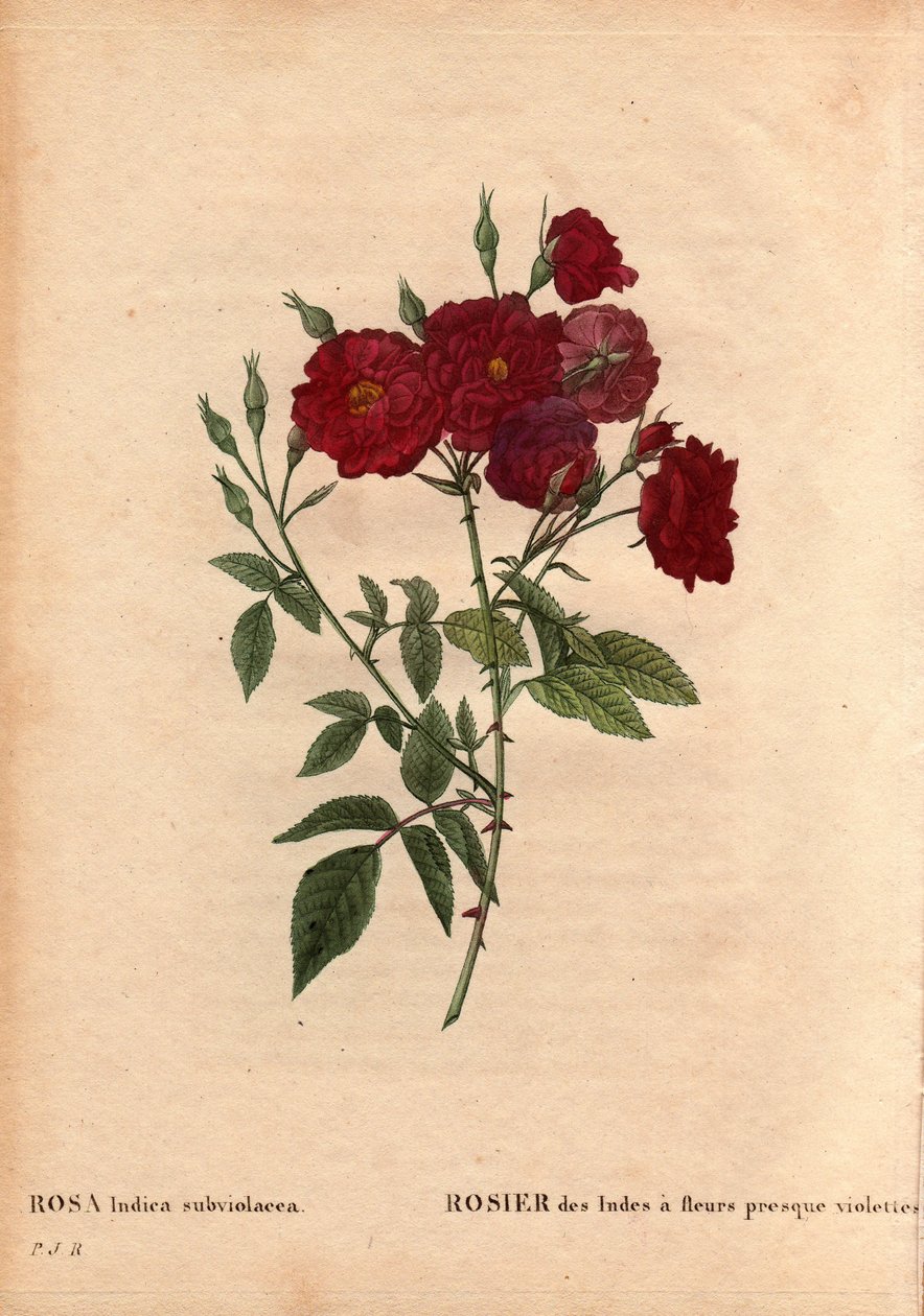 Botanisk bord, blomst, rosesort: Indiarose med nesten fiolette blomster (Rosa indica subviolacea). Dyrket av M. Ternaux rundt 1812. I “” Les Roses”, bind 2 av Pierre Joseph Redoute (1759-1840) av Pierre Joseph Redouté