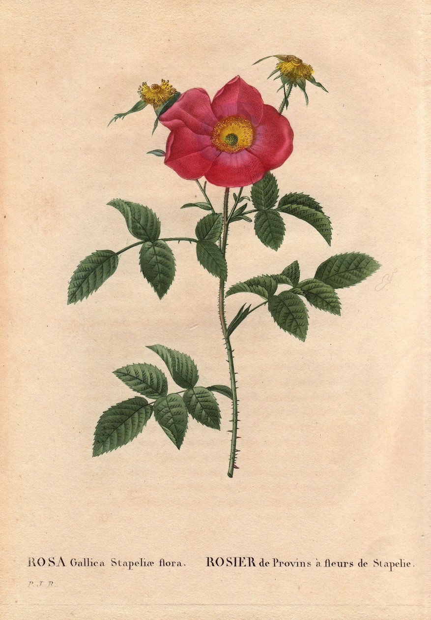 Botanisk bord, blomst, rosesort: Provinrose med Stapelia-blomstring (Rosa Gallica Stapeliae flora), sannsynligvis utryddet art. I "" Les Roses", bind 2 av Pierre Joseph Redoute (1759-1840) av Pierre Joseph Redouté