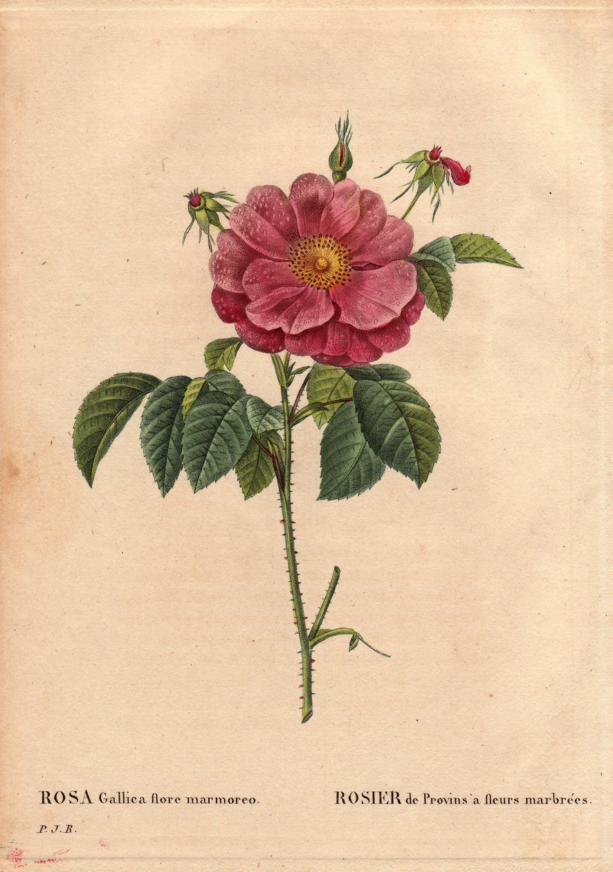 Botanisk bord, blomst, rosesort: Provinrose med marmorerte blomster (Rosa gallica flore marmoreo). Ukjent opprinnelse. I "" Les Roses", bind 2 av Pierre Joseph Redoute (1759-1840) av Pierre Joseph Redouté