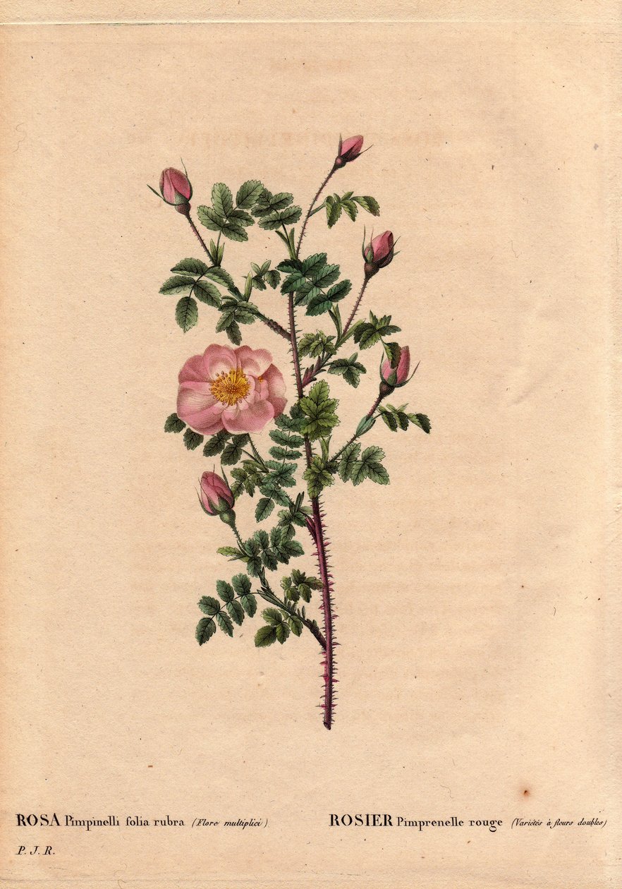 Botanisk bord, blomst, rosesort: Rød pimprenellrose (variete har doble blomster). På latin: Rosa pimpinellifolia rubra. Blomster dyrket av Monsieur Descenemet, rundt 1800. I "" Les Roses", bind 2 av Pierre Joseph Redoute (1759-1840) av Pierre Joseph Redouté