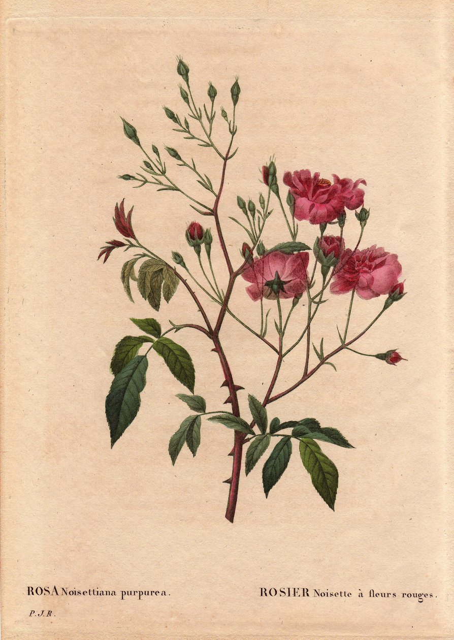 Botanisk bord, blomst, rosevariant: Rosa hasselnøtt med røde blomster (Rosa noisettiana purpurea), hentet fra frøene til rosehasselnøttvarianten i 1822 i hagen til Monsieur Ternaux. I "" Les Roses", bind 2 av Pierre Joseph Redoute (1759-184 av Pierre Joseph Redouté