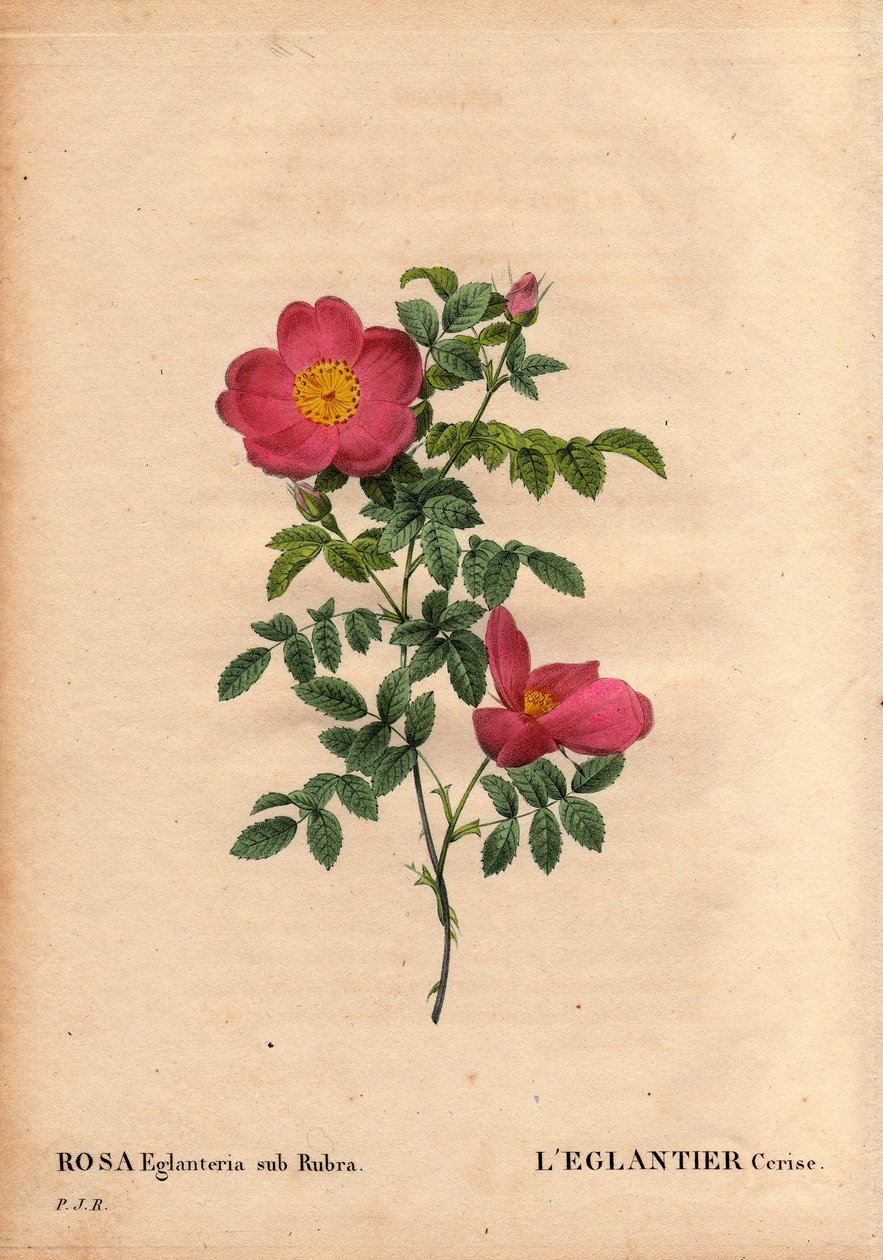 Botanisk bord, blomst, rosevariant: Kirsebær-eglantier (Rosa eglanteria sub rubra)-repertoriet i drivhusene til Monsieur Vilmorin, rundt 1820 og oppnådd av frøene til den gule rosen foetida. I "" Les Roses", bind 2 av Pierre Joseph Redoute av Pierre Joseph Redouté