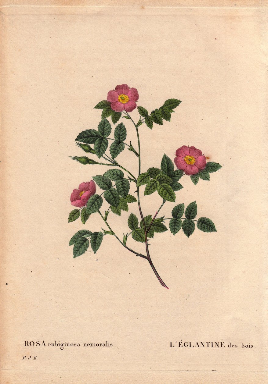 Botanisk bord, blomst, rosevariant: The Eglantine of the Woods. (Rosa rubiginosa nemoralis). Arter fra Europa. I "" Les Roses", bind 2 av Pierre Joseph Redoute (1759-1840) av Pierre Joseph Redouté