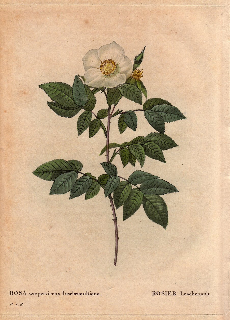 Botanisk bord, blomst, rosesort: Leschenault-rosen (Rosa sempervirens Leschenaultiana). Oppdaget av Monsieur Leschenault på Nilgiri (eller Nilagiri eller Nilgiris) også kalt Blue Mountains of India. I Tamil Nadu-regionen, før 1824. I "" L av Pierre Joseph Redouté
