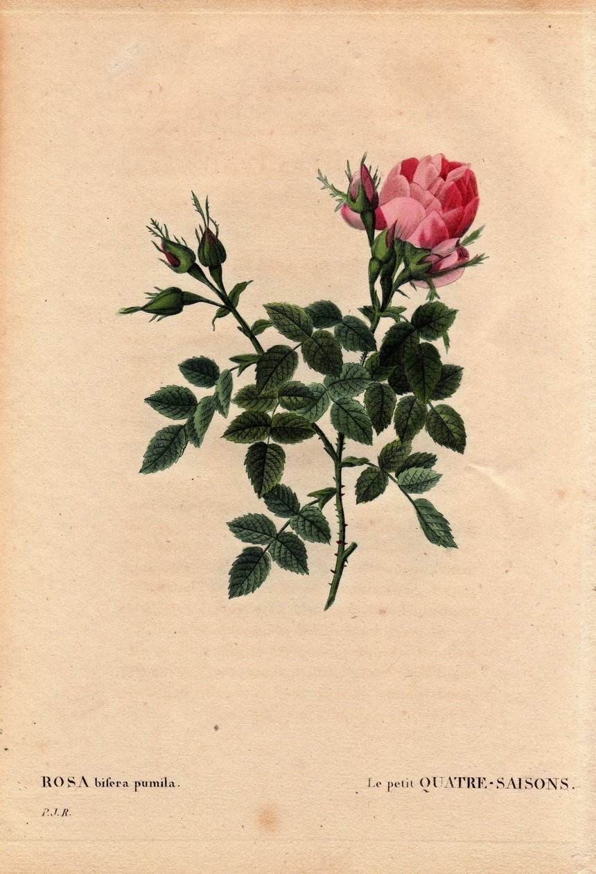 Botanisk bord, Blomst, Rose Variete: The Little Four Seasons (Four Seasons). På latin: Rosa bifera pumila, dyrket av Monsieur Noel, Paris, Frankrike, før 1824. I “” Les Roses”, bind 2 av Pierre Joseph Redoute (1759-1840) av Pierre Joseph Redouté