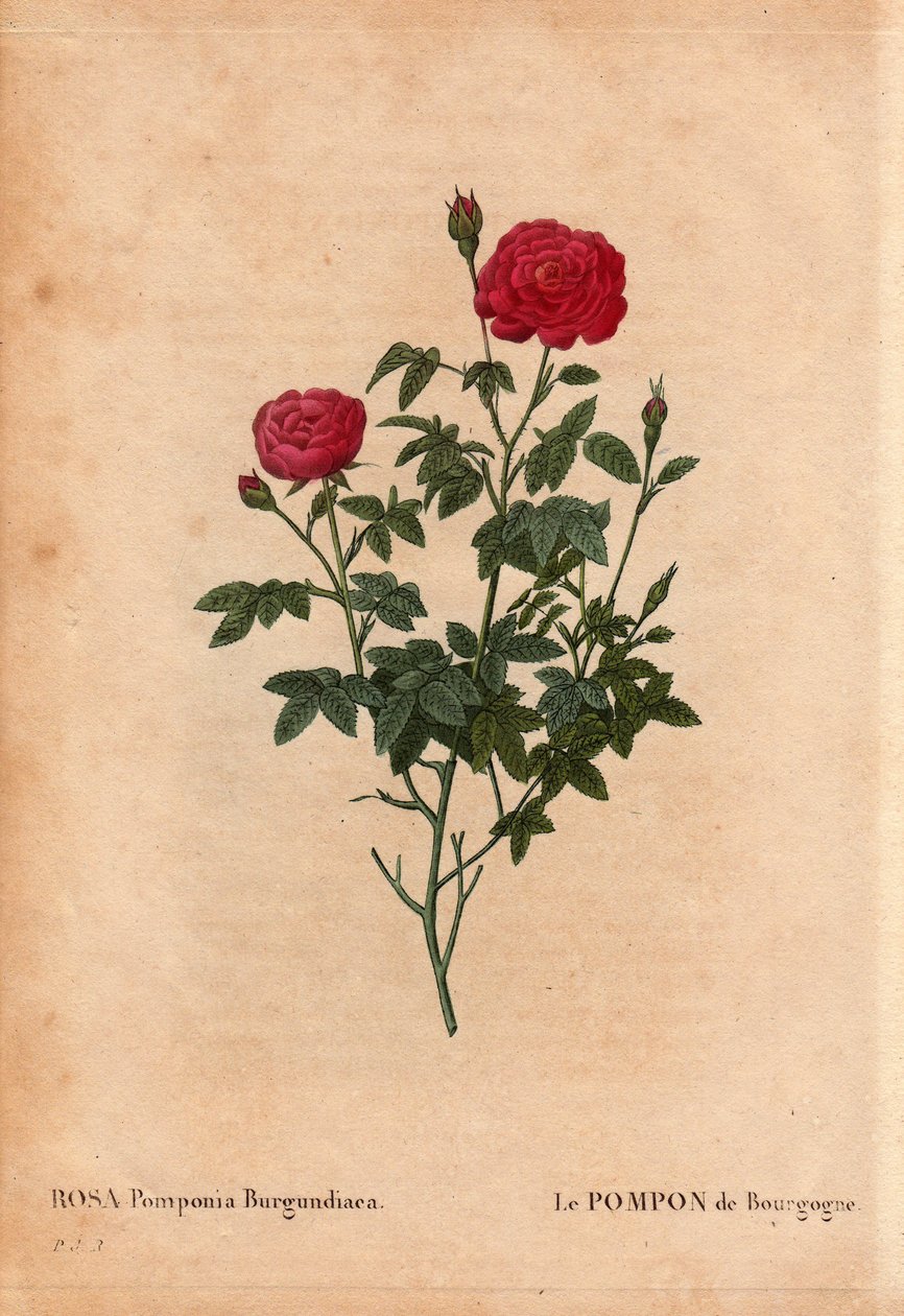 Botanisk bord, blomst, rosesort: Pomponen i Burgund (Rosa Pomponia Burgundiaca). Ukjent opprinnelse, eksitant variasjon før 1664. I "" Les Roses", bind 2 av Pierre Joseph Redoute (1759-1840) av Pierre Joseph Redouté