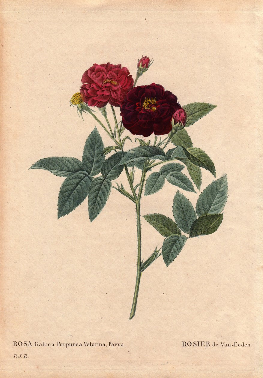 Botanisk bord, blomst, rosesort: Van Eeden Rose (Rosa Gallica Purpurea Velutina Parva). Dyrket i Nederland av Van Eeden før 1810. I "" Les Roses", bind 2 av Pierre Joseph Redoute (1759-1840) av Pierre Joseph Redouté