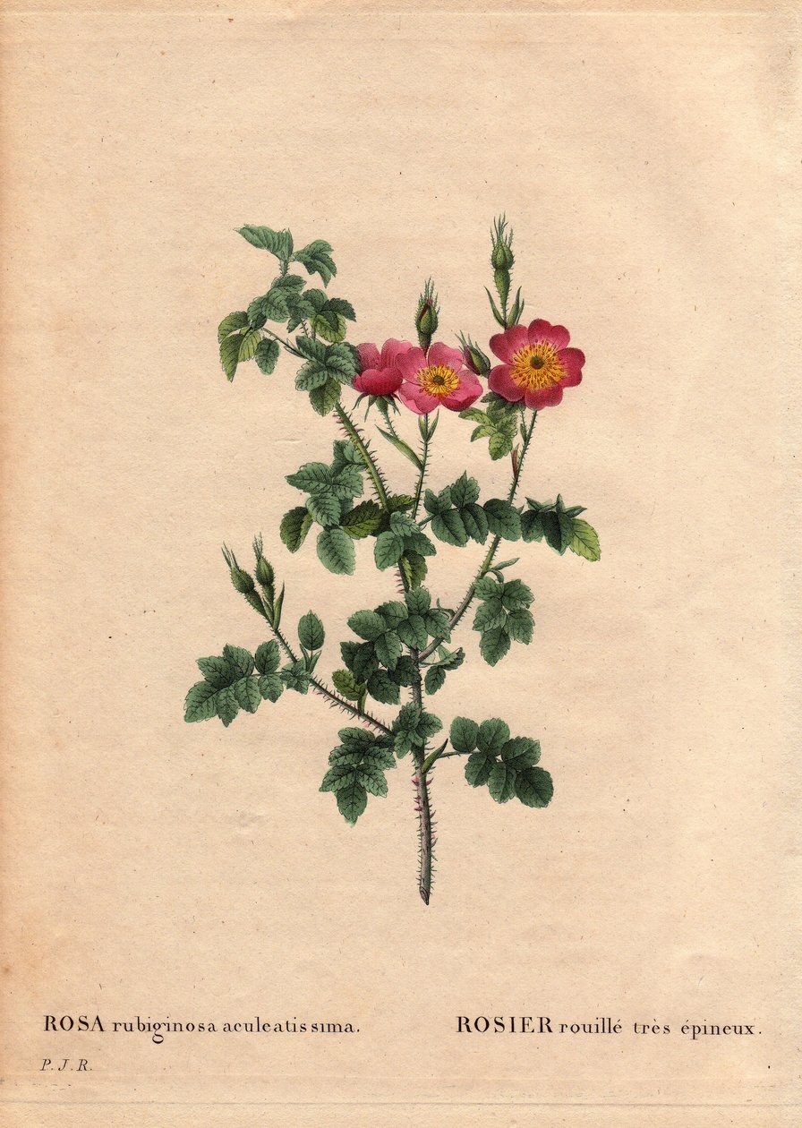 Botanisk bord, blomst, rosesort: Svært piggete rustrose (Rosa rubiginosa aculeatissima). Anskaffet av frø og panert av Du Pont rundt 1810. I "" Les Roses", bind 2 av Pierre Joseph Redoute (1759-1840) av Pierre Joseph Redouté