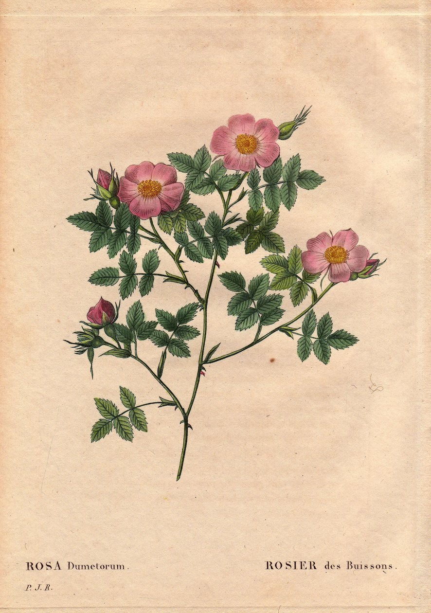 Botanisk bord, blomst, rosesort: buskrose (Rosa dumetorum). Fra familien av hunderoser fra Europa og Asia, oppdaget før 1821. I "" Les Roses", bind 2 av Pierre Joseph Redoute (1759-1840) av Pierre Joseph Redouté