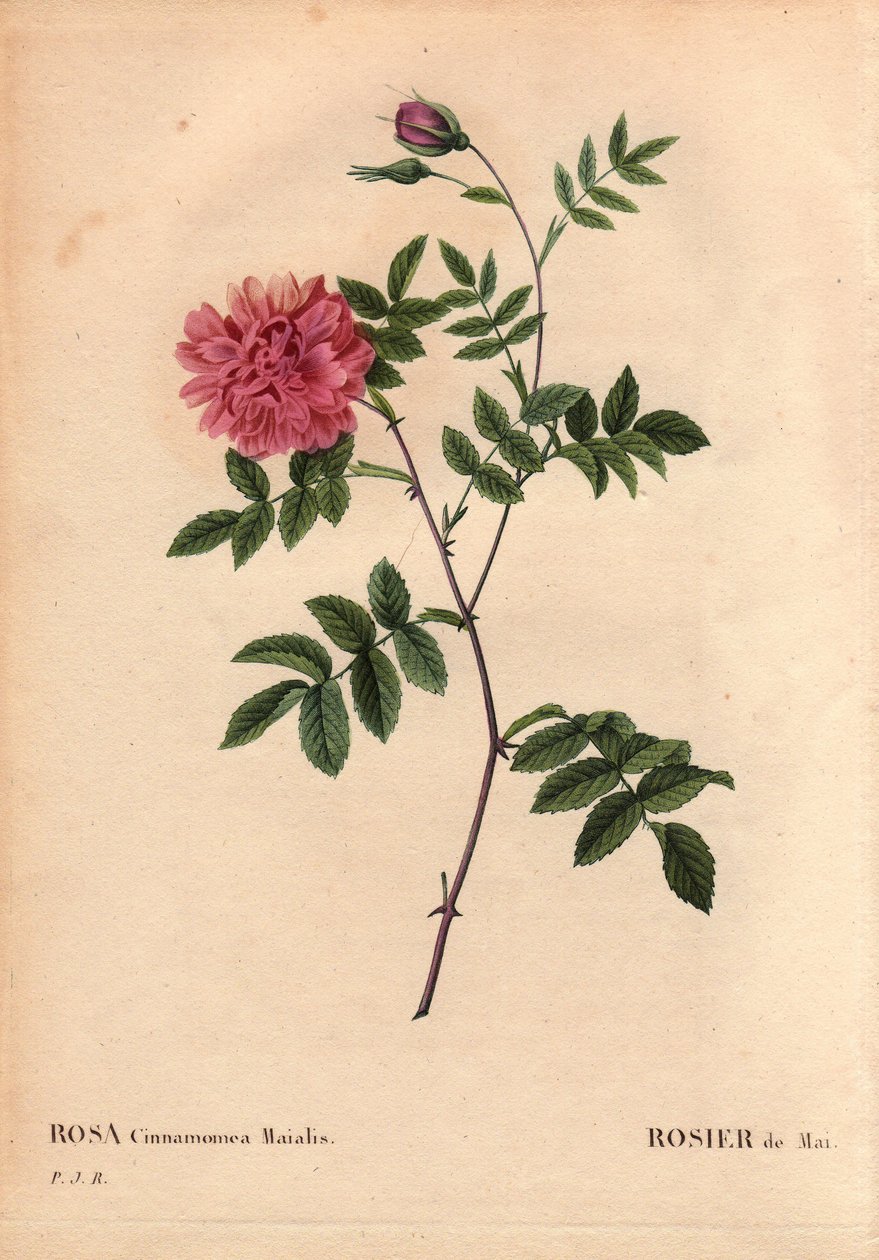 Botanisk bord, blomst, rosesort: mairose. (Rosa cinnamomea maialis). Villblomst som vokser over hele Europa. I "" Les Roses", bind 2 av Pierre Joseph Redoute (1759-1840) av Pierre Joseph Redouté