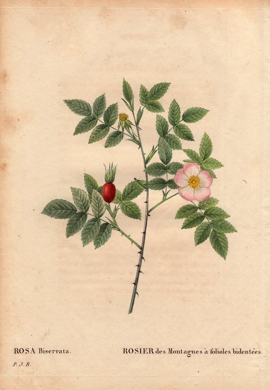 Botanisk bord, blomst, rosesort: Fjellrose med brosjyrer (Rosa Biserrata). Samlet av doktor Merat før 1812 på Mont Valerien nær Paris, Frankrike. I "" Les Roses", bind 2 av Pierre Joseph Redoute (1759-1840) av Pierre Joseph Redouté