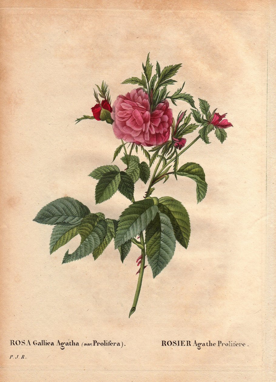 Botanisk bord, blomst, rosesort: Rose Agathe Prolifere (Rosa Gallica Agatha Prolifera). I "" Les Roses", bind 2 av Pierre Joseph Redoute (1759-1840) av Pierre Joseph Redouté