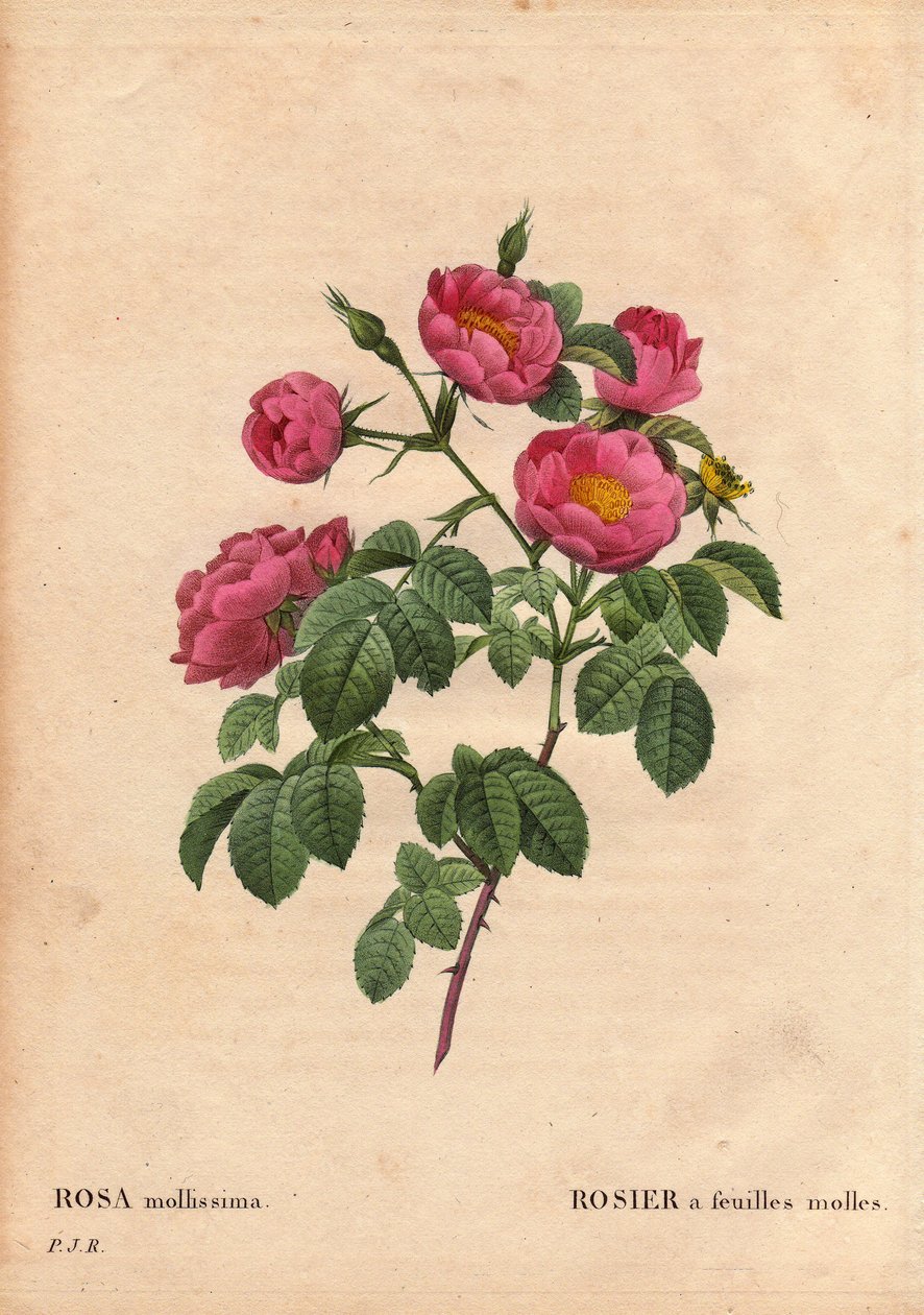 Botanisk bord, blomst, rosesort: Rose med myke blader. (Rosa mollissima flora submultiplici). Rose mollis variant, før 1821. I "" Les Roses", bind 2 av Pierre Joseph Redoute (1759-1840) av Pierre Joseph Redouté