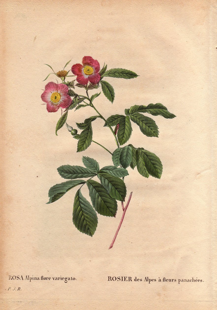 Botanisk tallerken, blomst, rosesort: Alpenes rose med variegato-blomster (Rosa alpina flora variegato). Introdusert i Frankrike rundt 1813 de Poilpre. I "" Les Roses", bind 2 av Pierre Joseph Redoute (1759-1840) av Pierre Joseph Redouté