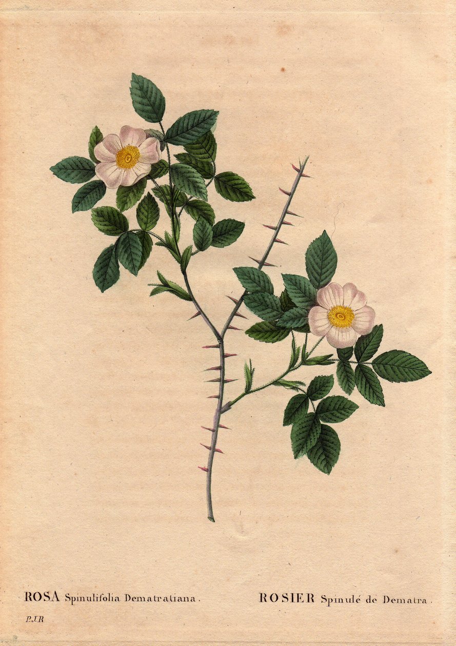 Botanisk plate, blomst, rosevariant: Rosier Spinule de Dematra (Rosa spinulifolia dematratiana) oppdaget nær Chatel-sur-Montsalvens (Chatel sur Montsalvens), Fribourg, Sveits av Dean Dematra, prest i Corbieres, før 1818. I "" Les Roses ” av Pierre Joseph Redouté