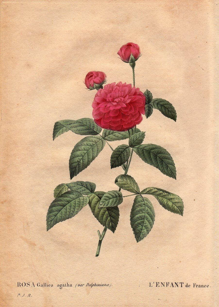 Botanisk tallerken, blomst, rosesort: Frankrikes barn (Rosa gallica agatha var. delphiniana). Dyrket av Monsieur Du Pont, rundt 1802, kjent siden Ludvig XVs regjeringstid (1710-1774) og kalt "Enfant de France" til ære for Dauphinen. I "" Les Ro av Pierre Joseph Redouté