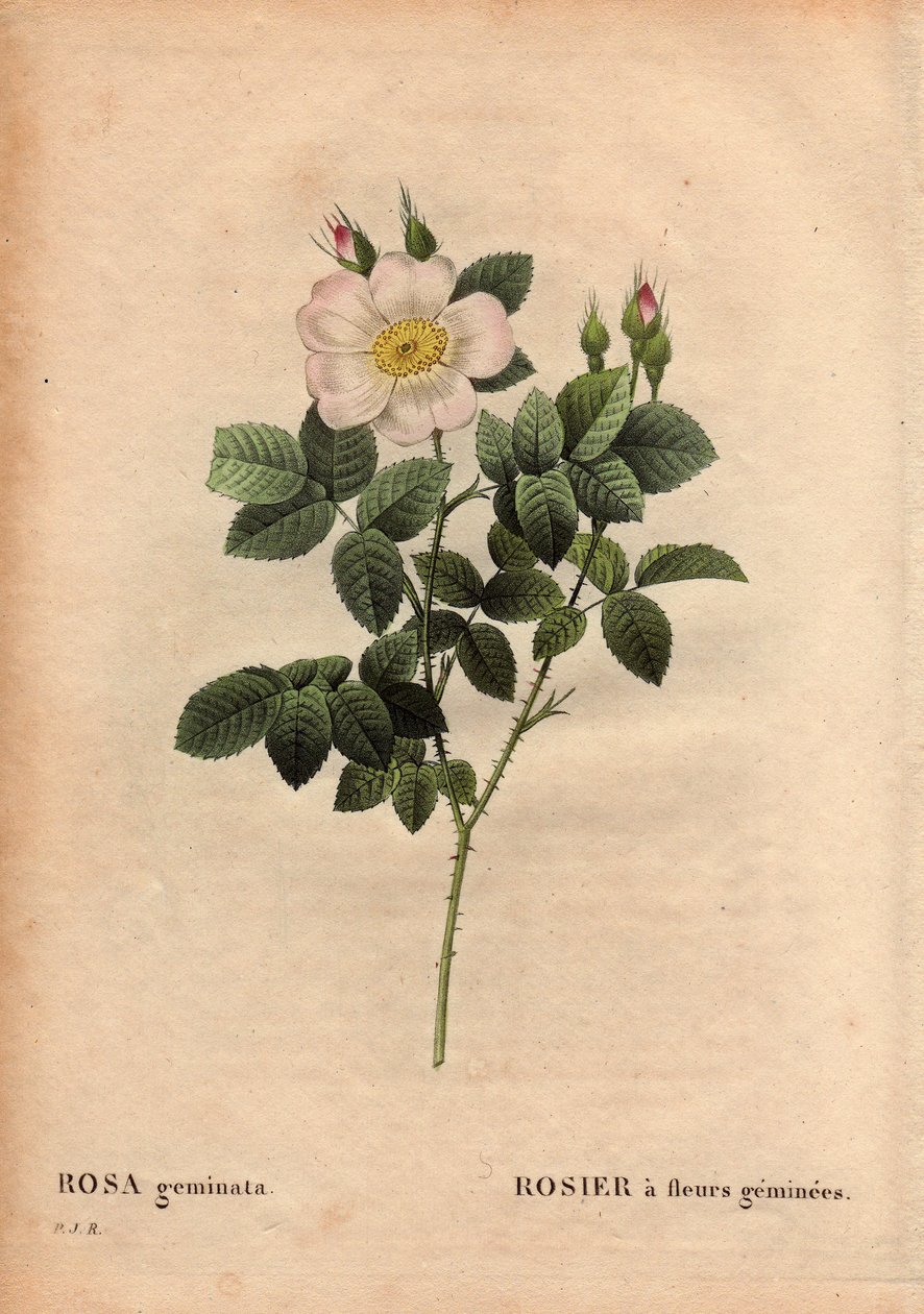 Botanisk tallerken, blomst, rosesort: edelstensblomstret rose. (Rosa geminata). Oppdaget av professor Rau, nær Würzburg, Tyskland før 1820. I "" Les Roses", bind 2 av Pierre Joseph Redoute (1759-1840) av Pierre Joseph Redouté