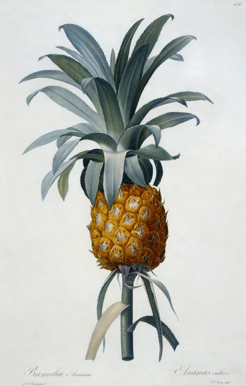 Bromelia Ananas (håndfarget gravering) av Pierre Joseph Redouté