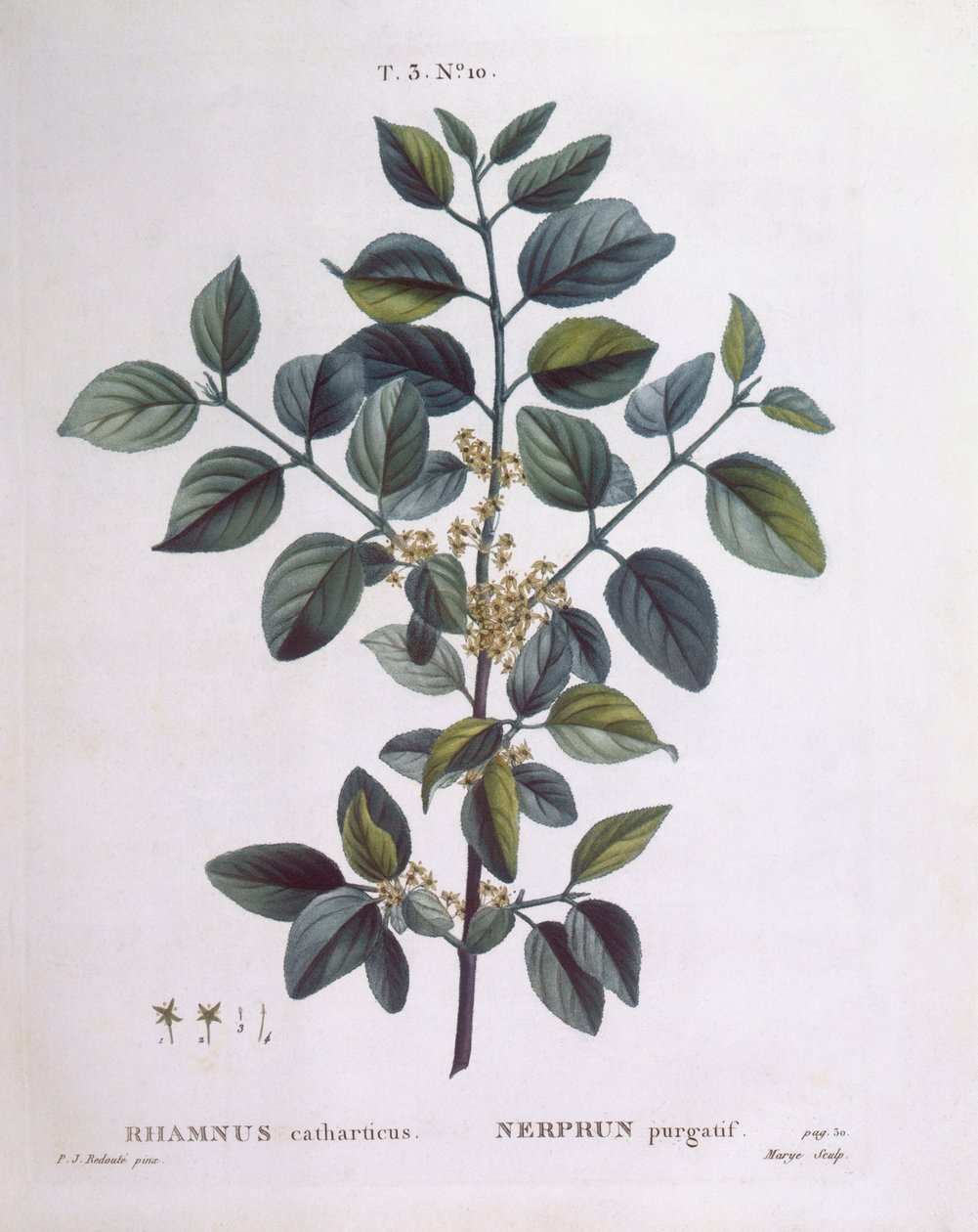 Tindved (Rhamnus catharticus), Henry Louis Duhamel du Monceau, botanisk plate av Pierre Joseph Redouté av Pierre Joseph Redouté