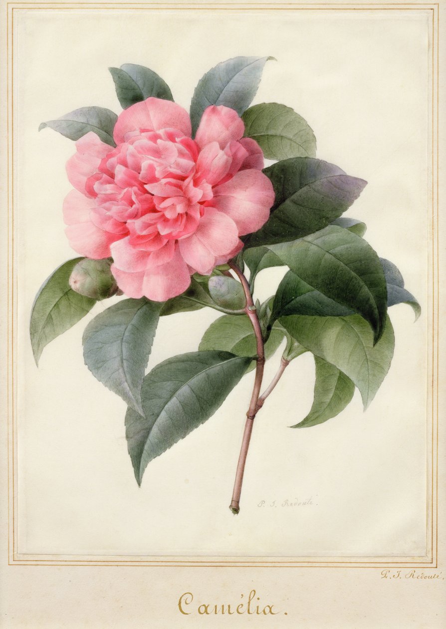 Camelia (akvarell med gull på vellum) av Pierre Joseph Redouté