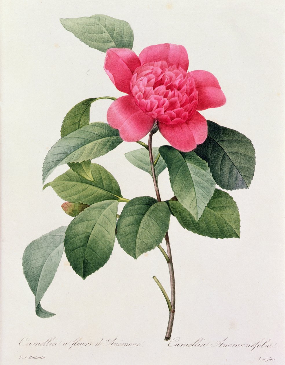 Camellia Anemonefolia (farget gravering) av Pierre Joseph Redouté