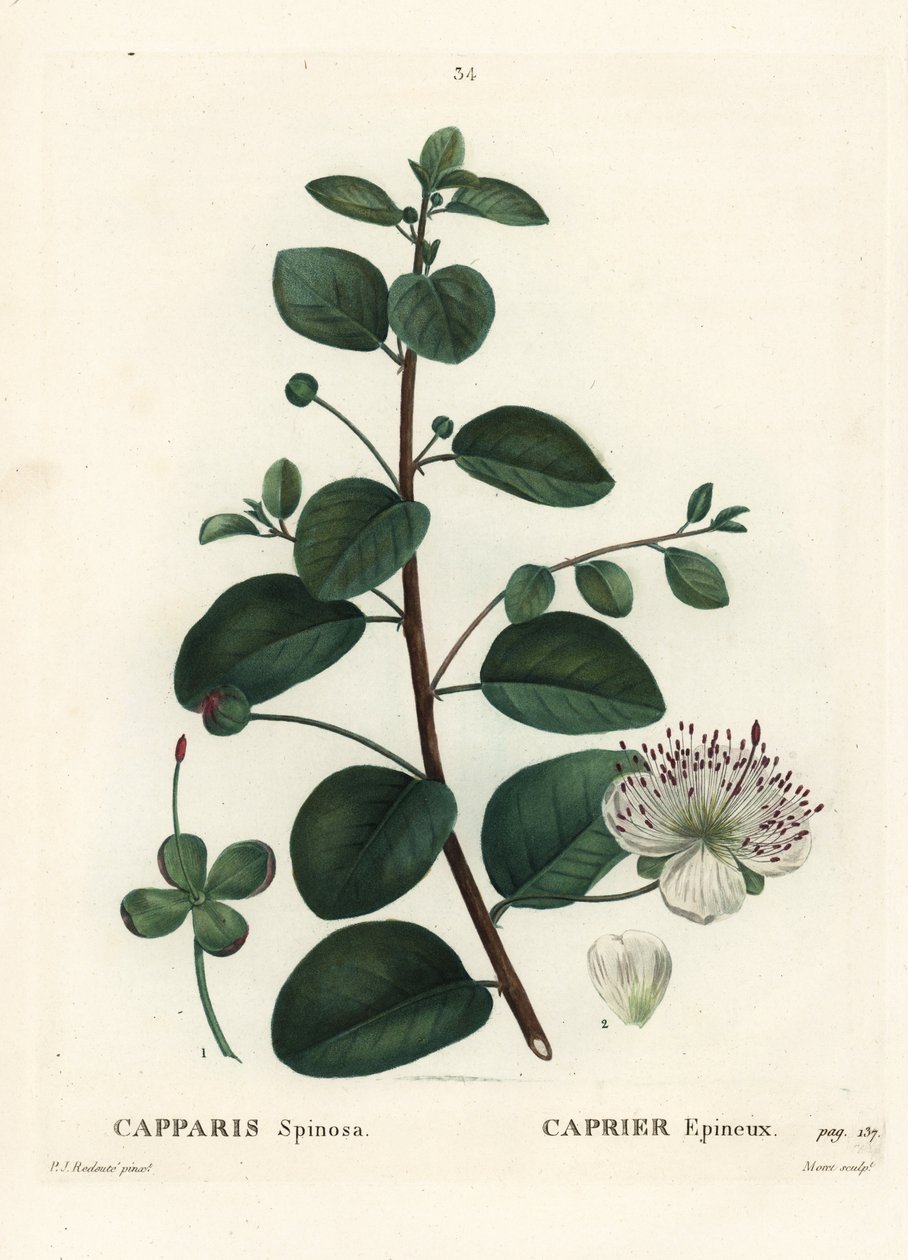 Kaperbusk, Capparis spinosa. Håndfarget stiplegravering av Moret etter en illustrasjon av Pierre-Joseph Redoute fra Henri Louis Duhamel du Moncels Treat des Arbres et Shrustes, Paris av Pierre Joseph Redouté