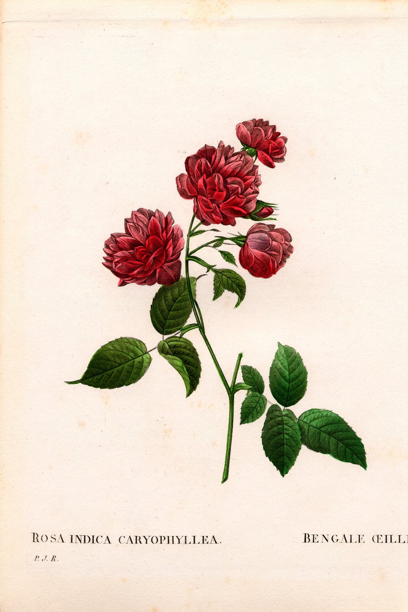 Carnation China rose, Rosa chinensis variant, The Bengal Carnation Carnation. Håndfarget prikkete kobberstikk fra Pierre Joseph Redoutes "" Les Roses,"" Paris av Pierre Joseph Redouté