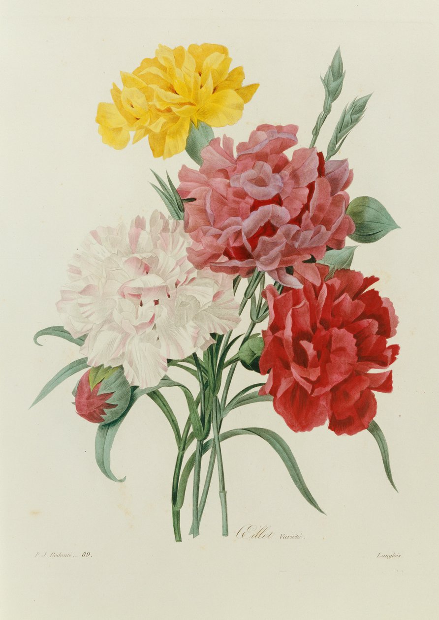 Nelliker, fra "Choice of the Beautiful Flowers", ca.1833 av Pierre Joseph Redouté
