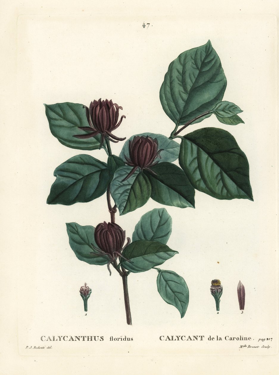 Carolina krydderbusk eller østlig søtbusk, Calycanthus floridus. Håndfarget prikkegravering av frøken Brenet etter en illustrasjon av Pierre-Joseph Redoute fra Henri Louis Duhamel du Moncels Treat des Arbres et Shrustes, Paris av Pierre Joseph Redouté