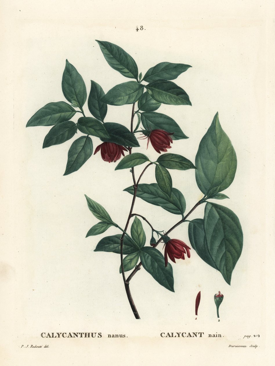 Carolina krydderbusk eller østlig søtbusk, Calycanthus floridus var. glaucus (Calycanthus nanus). Håndfarget stiplegravering av Du Ruisseau etter en illustrasjon av Pierre-Joseph Redoute fra Henri Louis Duhamel du Moncels Treat des Arbres et Shrustes, av Pierre Joseph Redouté